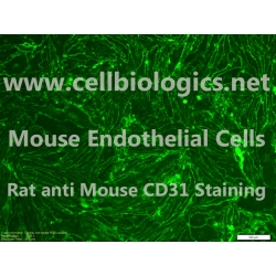 C57BL/6-GFP Mouse Primary Colonic Microvascular Endothelial Cells